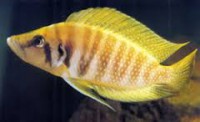 /album/fotogaleria/calvus-yellow-jpg/
